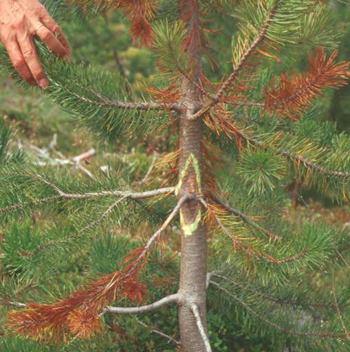 Furubikar, skemmd í stofni.jpg